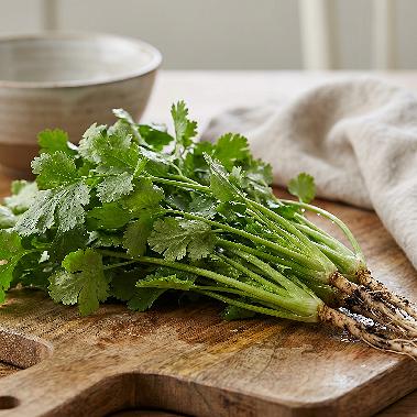 Cilantro