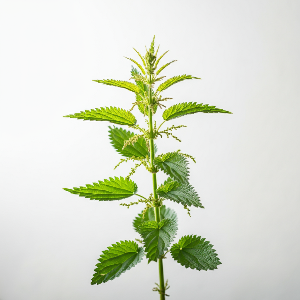 Nettle