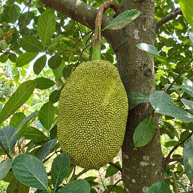 Jackfruit