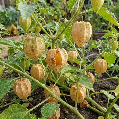 Ground Cherries
