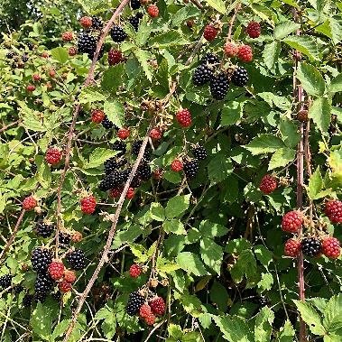 Blackberries, Raspberries, Brambles