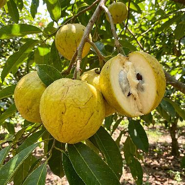 White Sapote