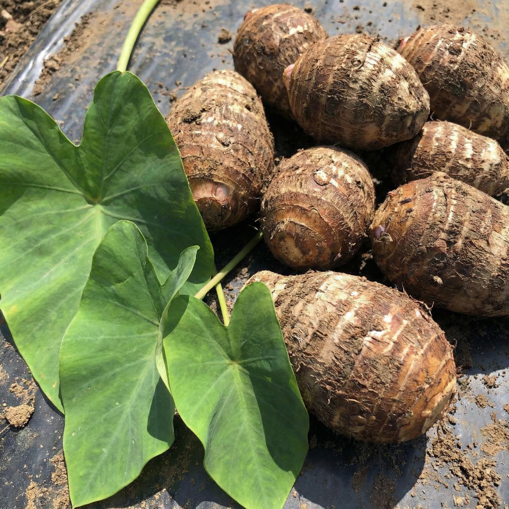 Taro