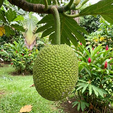 Breadfruit