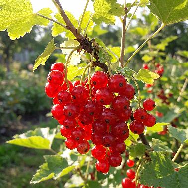 Currant