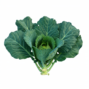 Collard Greens