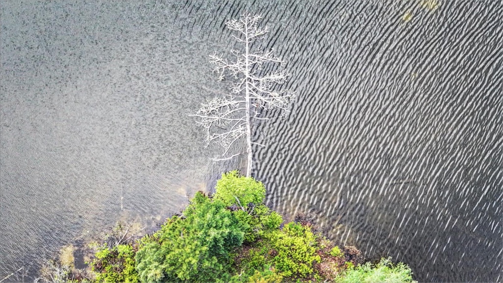 Island Tree