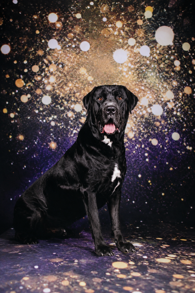 Chien toiletté