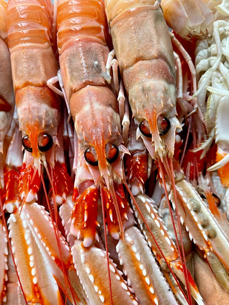 Scampi