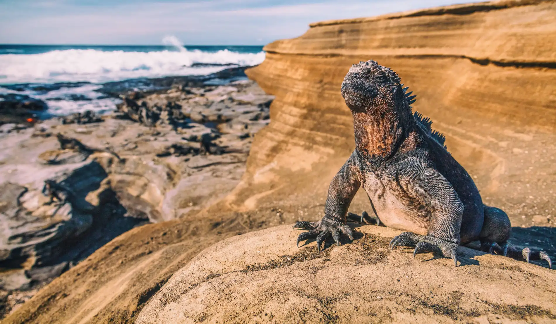 Giant tortoise — Bartolomé Island