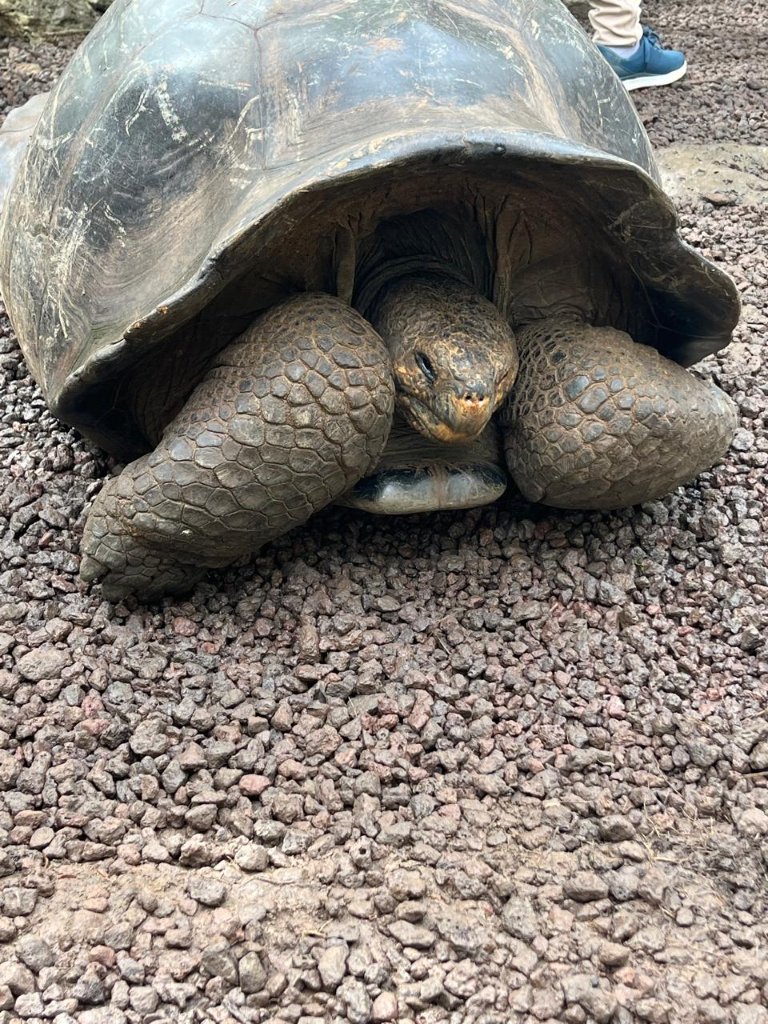 Giant tortoise in the Galápagos Islands