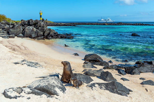 Sea lions on white sand beach