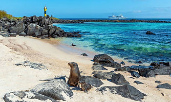 Sea lions & wild beaches