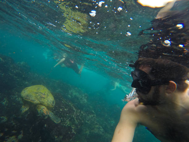 Snorkeling with turtles and sea lions