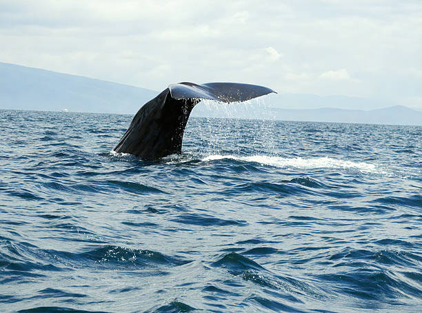 Whale tail in Galápagos waters