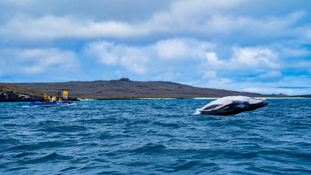 Whale breaching during a Galapagos route connected to M/C Endemic