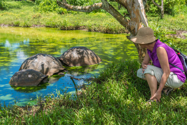Giant tortoise encounter
