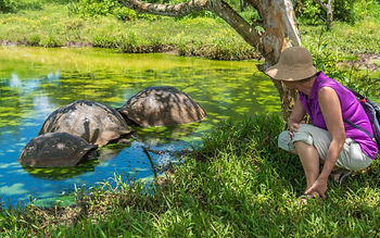 Giant tortoises & island life