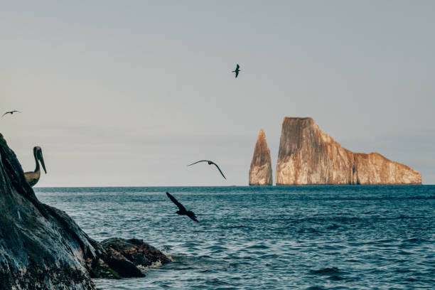 Marine iguana — Galápagos wildlife