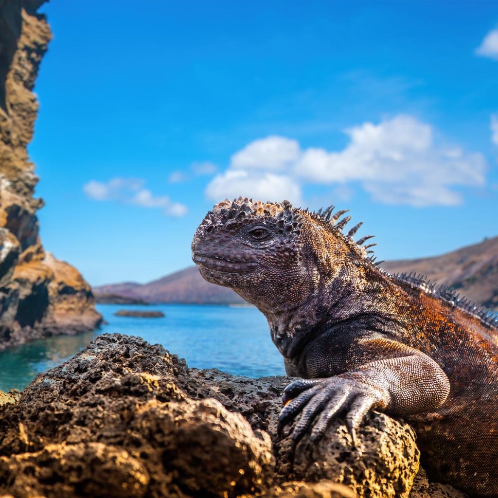 Marine iguana on volcanic rock