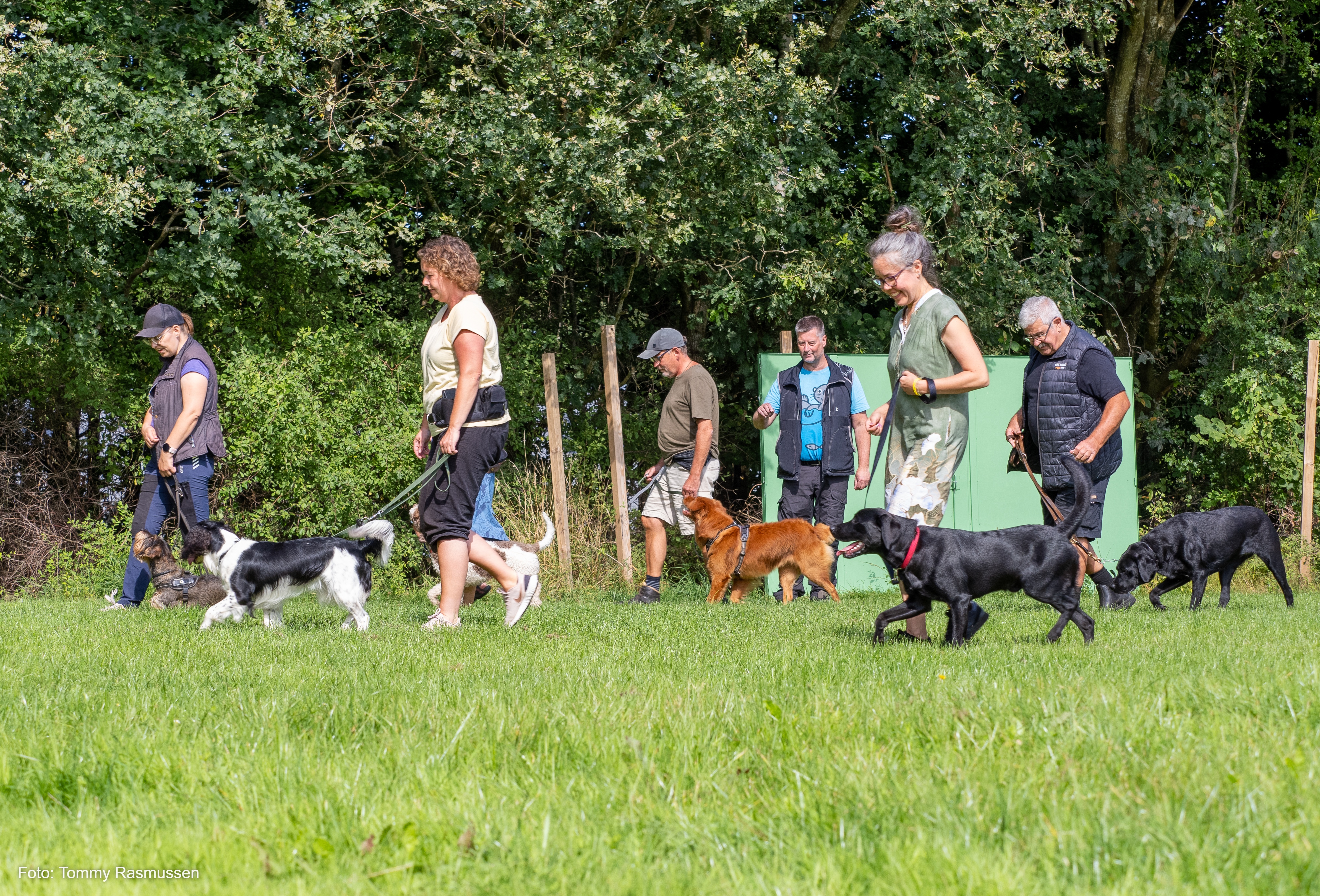 Familiehundetræning