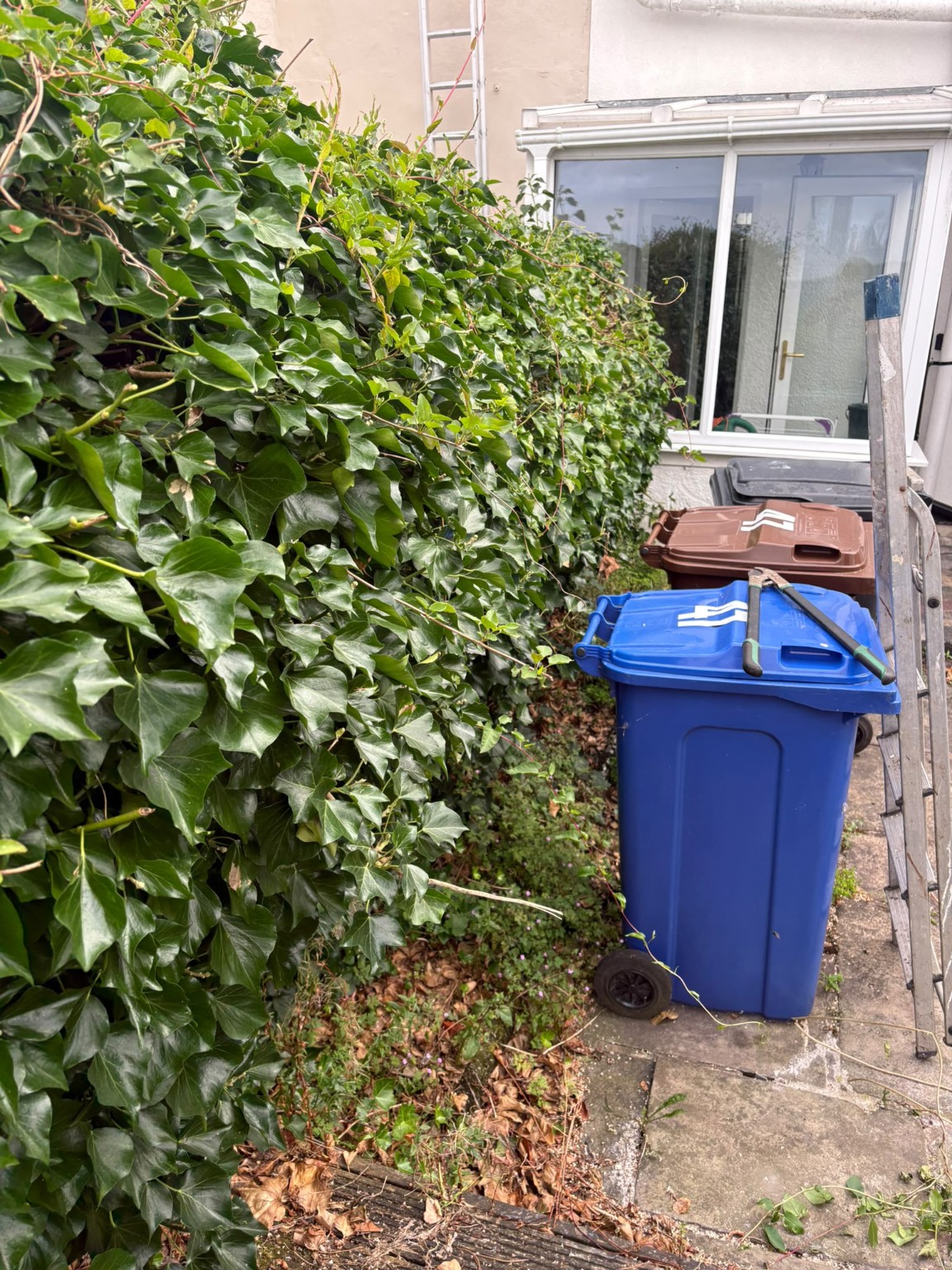 Ivy Hedge Cutback & Clearance before