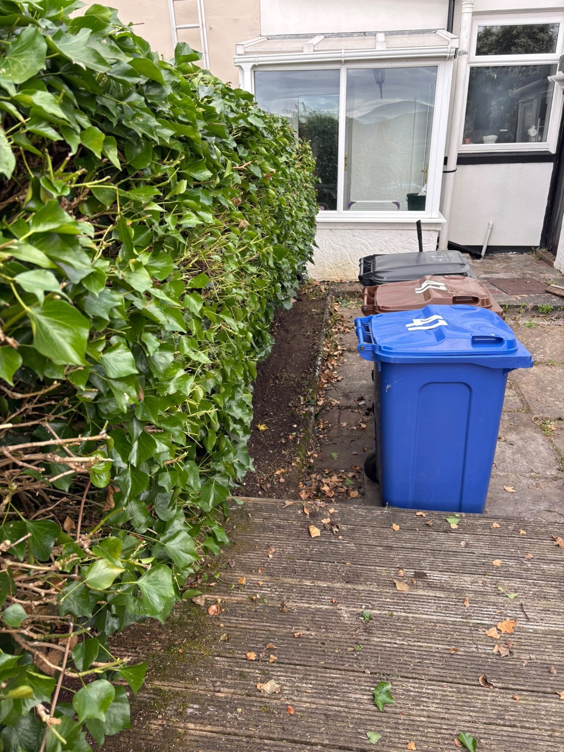 Ivy Hedge Cutback & Clearance after Jayden's work