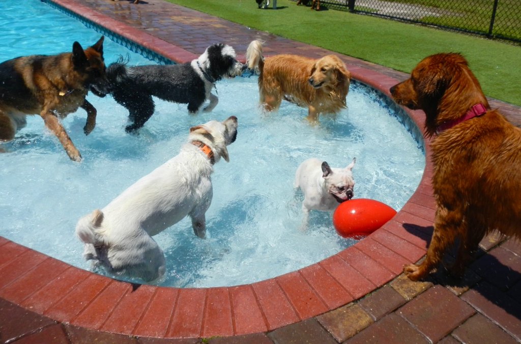 Happy pets at Happy Paws