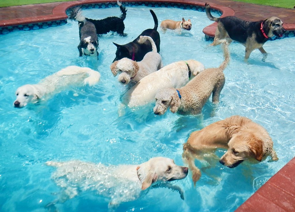 Dogs playing at daycare
