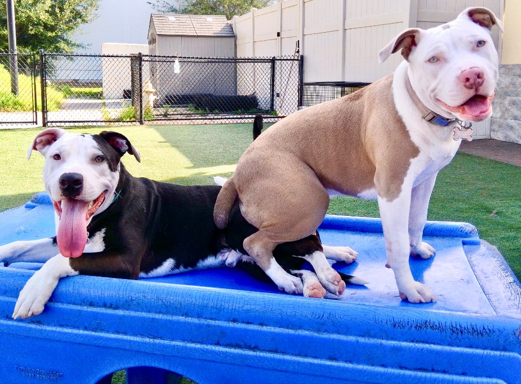 Dogs playing at Happy Paws