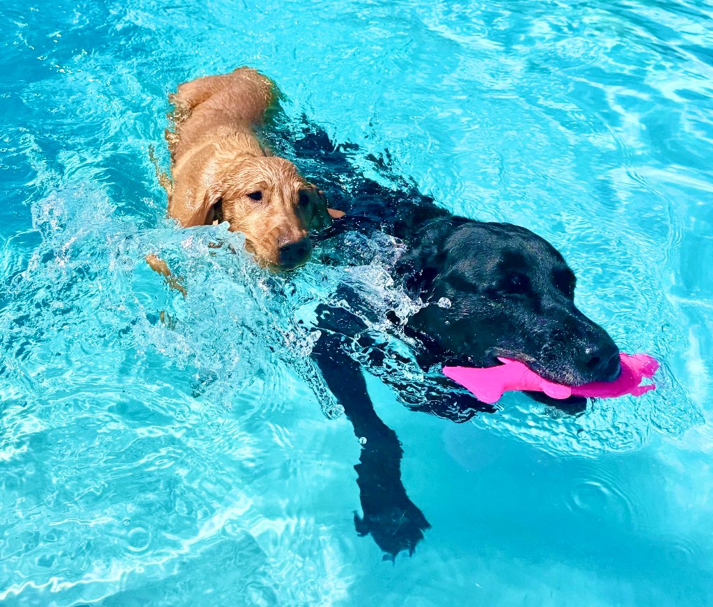 Dogs playing at daycare