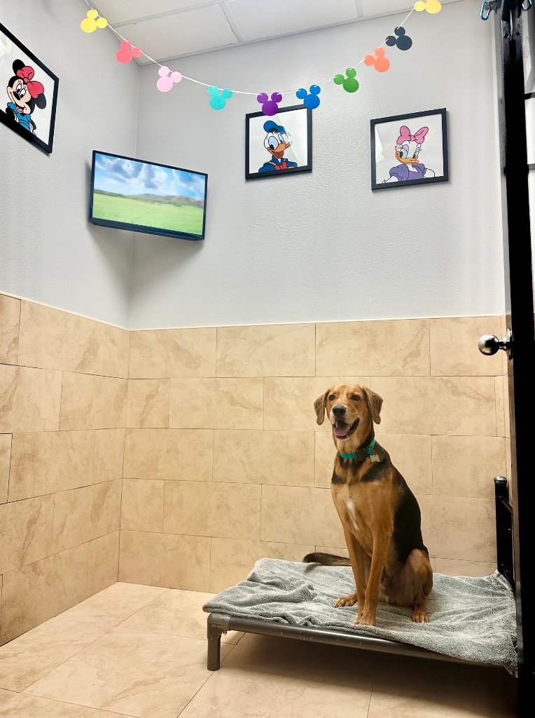 Dog Boarding