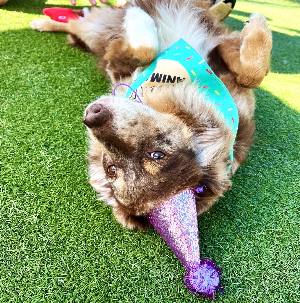 Happy pets at Happy Paws