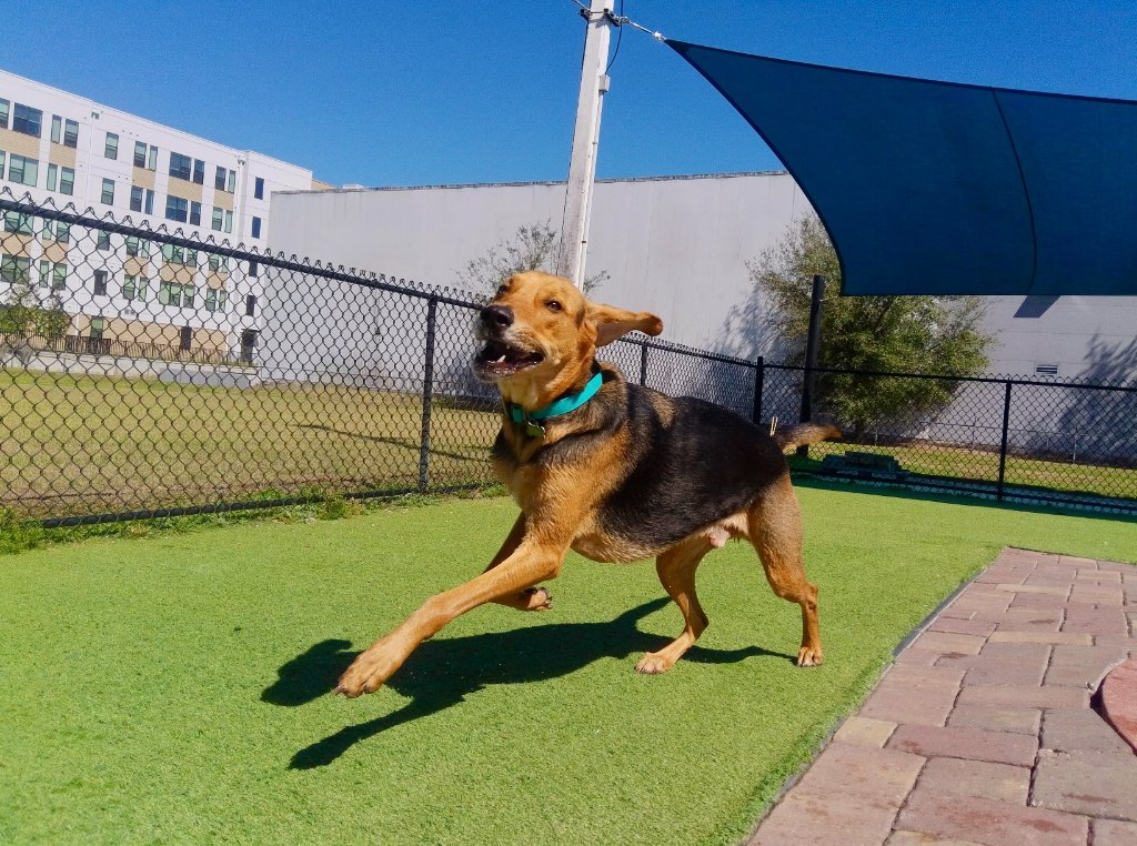 New clients at Happy Paws