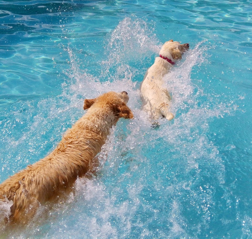 Happy pets at Happy Paws