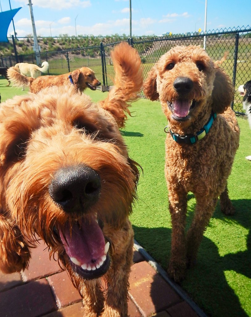 Happy pets at Happy Paws