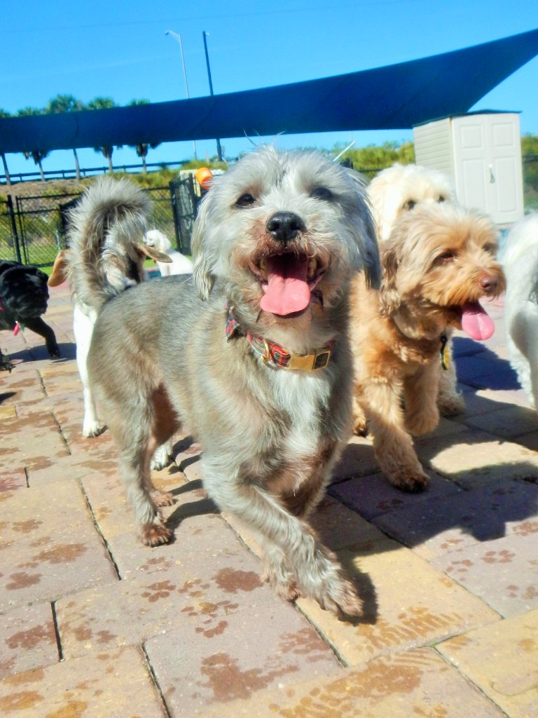 Happy pets at Happy Paws