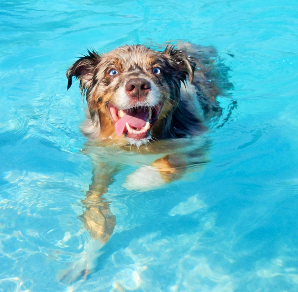 Dog Daycare