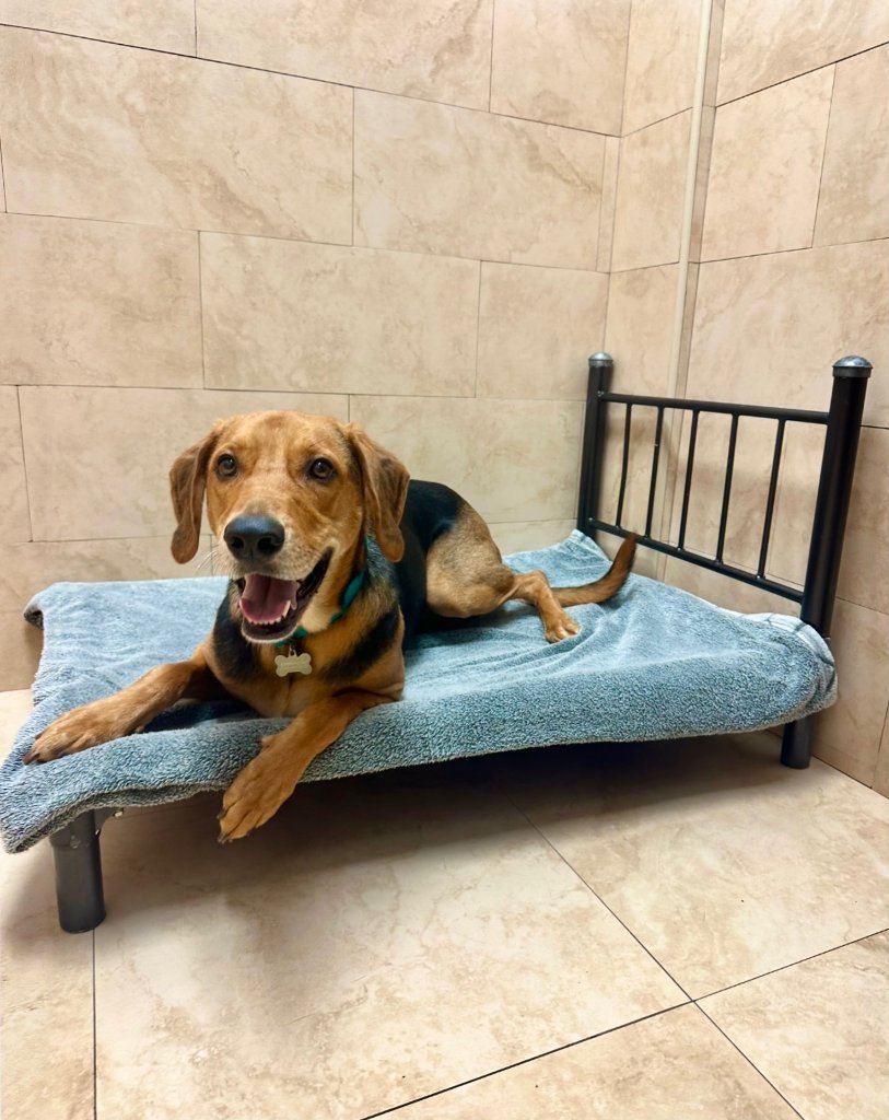 Happy dog at boarding facility