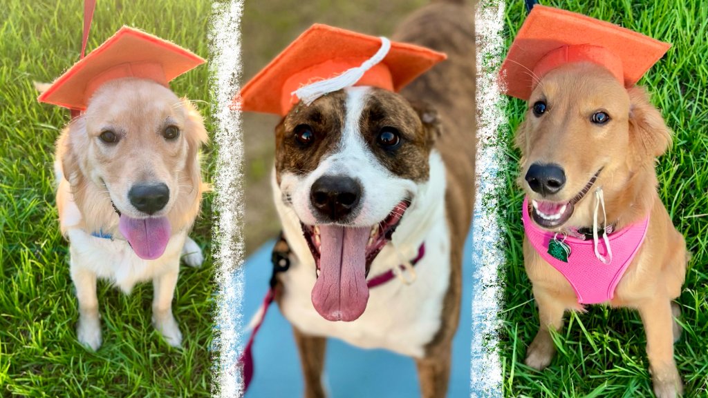 Dog training session at Happy Paws