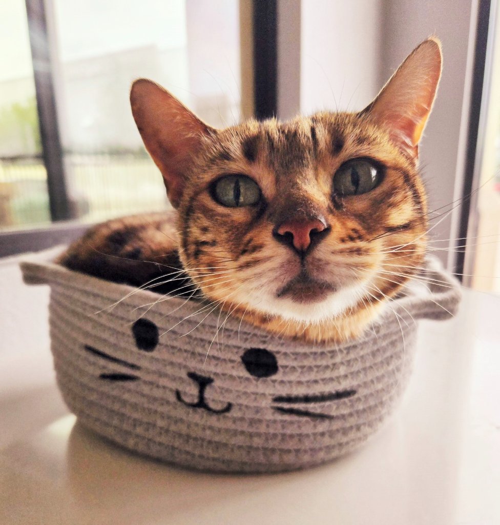 Cat Boarding