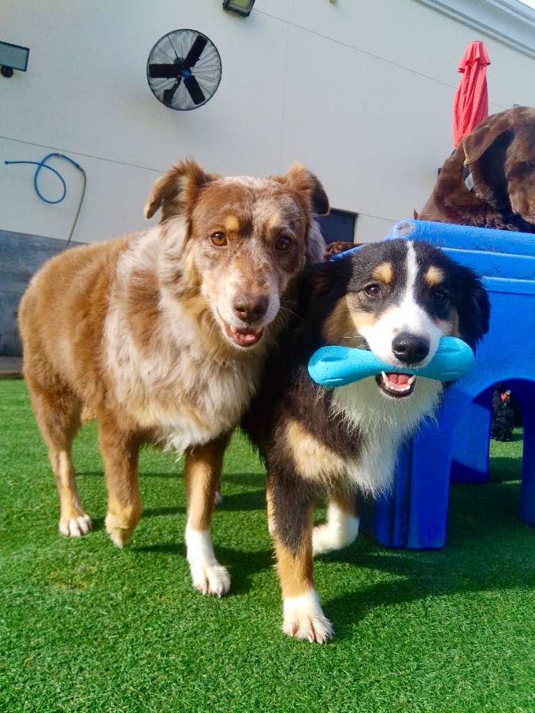 Happy pets at Happy Paws