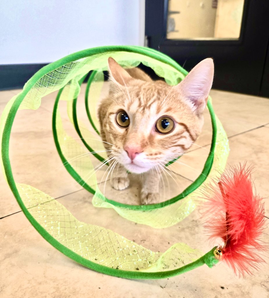 Happy pets at Happy Paws