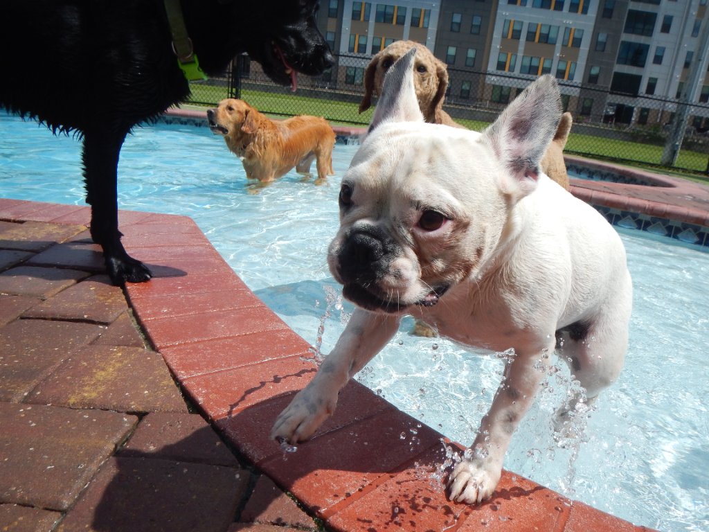 Happy pets at Happy Paws