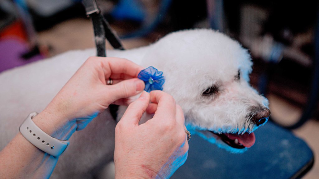 Happy Paws grooming salon