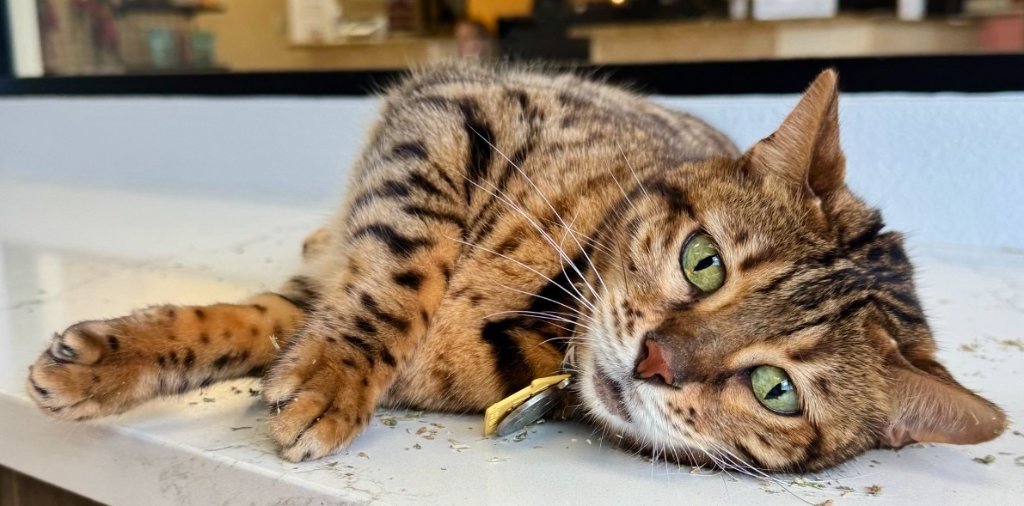 Cats at Happy Paws