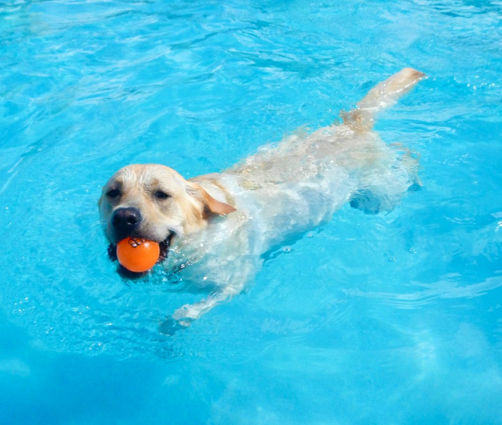 Happy pets at Happy Paws