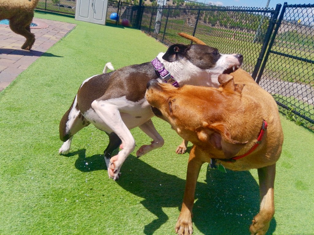 Happy pets at Happy Paws