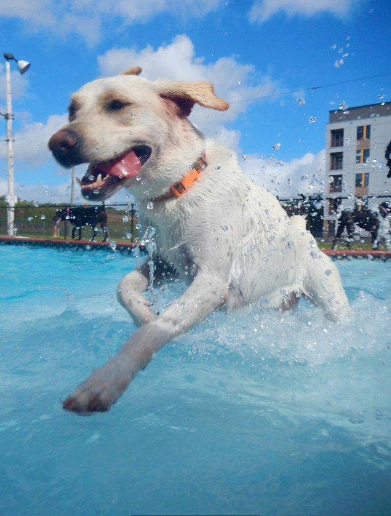 Happy pets at Happy Paws