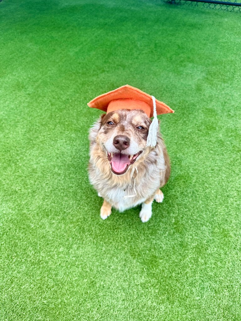 Dog Training East Orlando